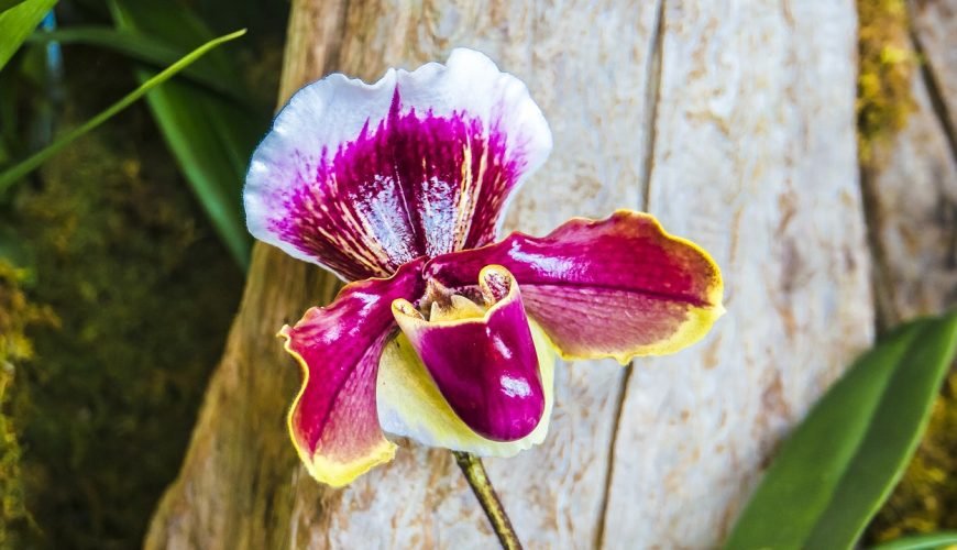 “lady slipper” (orchid) / Sapatinho