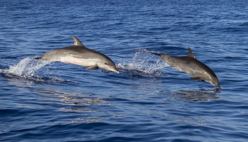 Amazing Dolphin and Whale Watching Tours in Madeira you Must Book