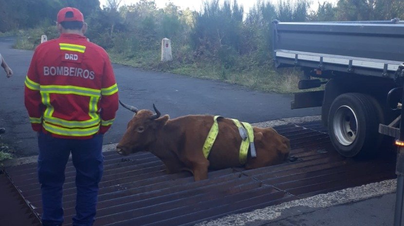 Firefighters Save Cow that Fell and got Stuck in a grid at Fonte do Bispo