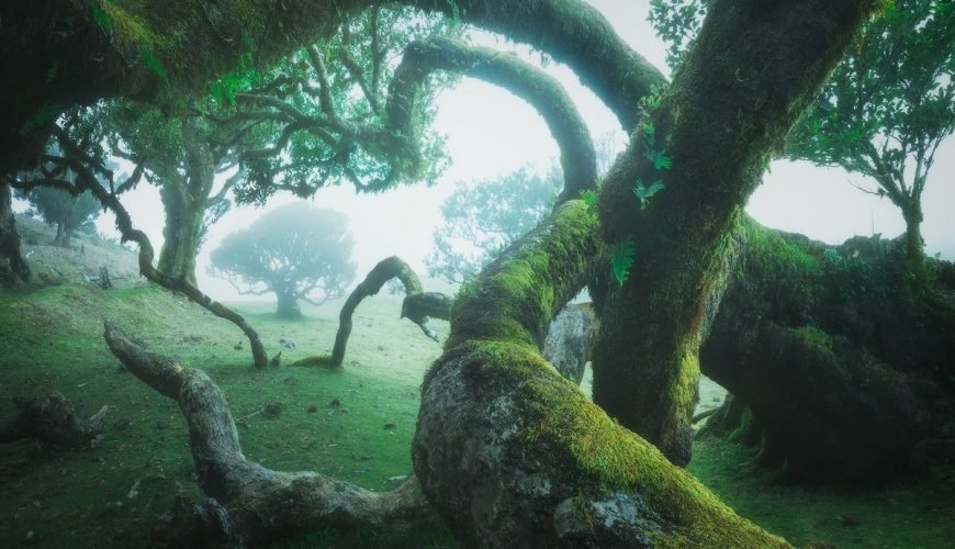 Photographer Captures Incredible Images of Madeira