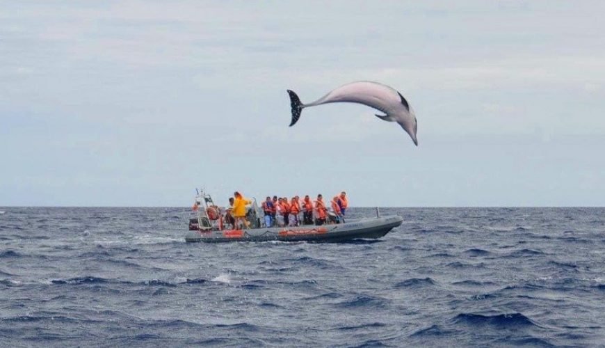 Dolphin Jump Surprises Spectators in Madeira