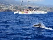 Dolphin and Whale Watching with Catamaran