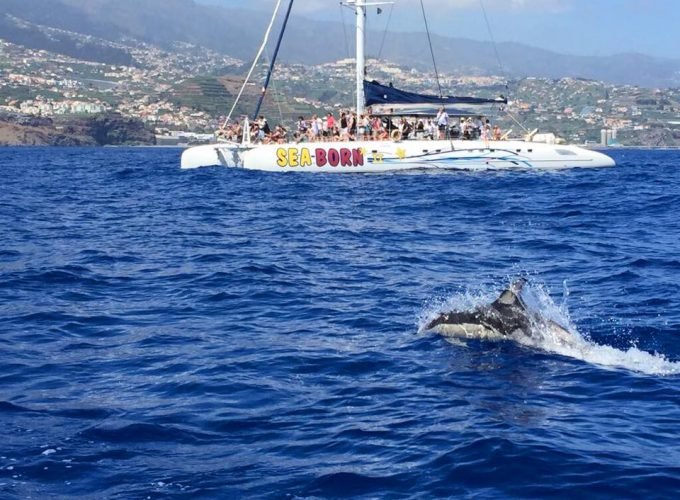Dolphin and Whale Watching with Catamaran