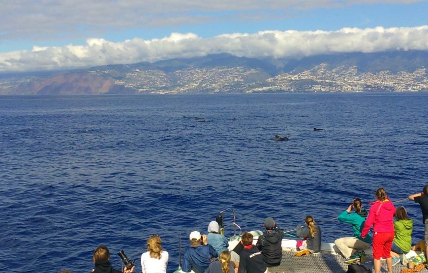 Dolphin and Whale Watching with Catamaran
