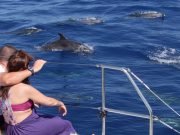 Dolphin and Whale Watching with Catamaran