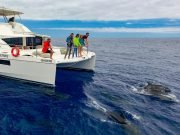 All Inclusive Dolphin & Whale Watching with Luxury Catamaran