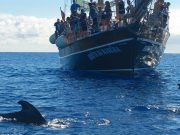 Dolphins & Whales with Bonita da Madeira