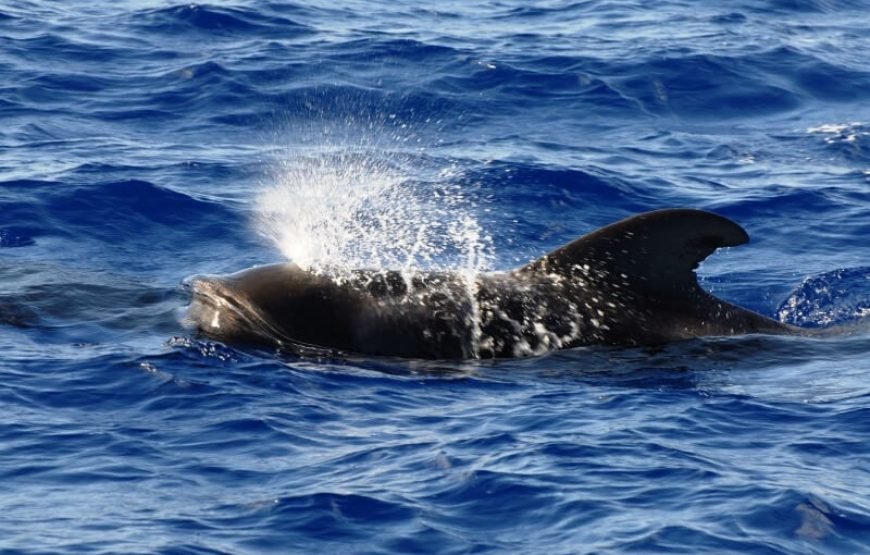 Dolphins & Whales with Bonita da Madeira