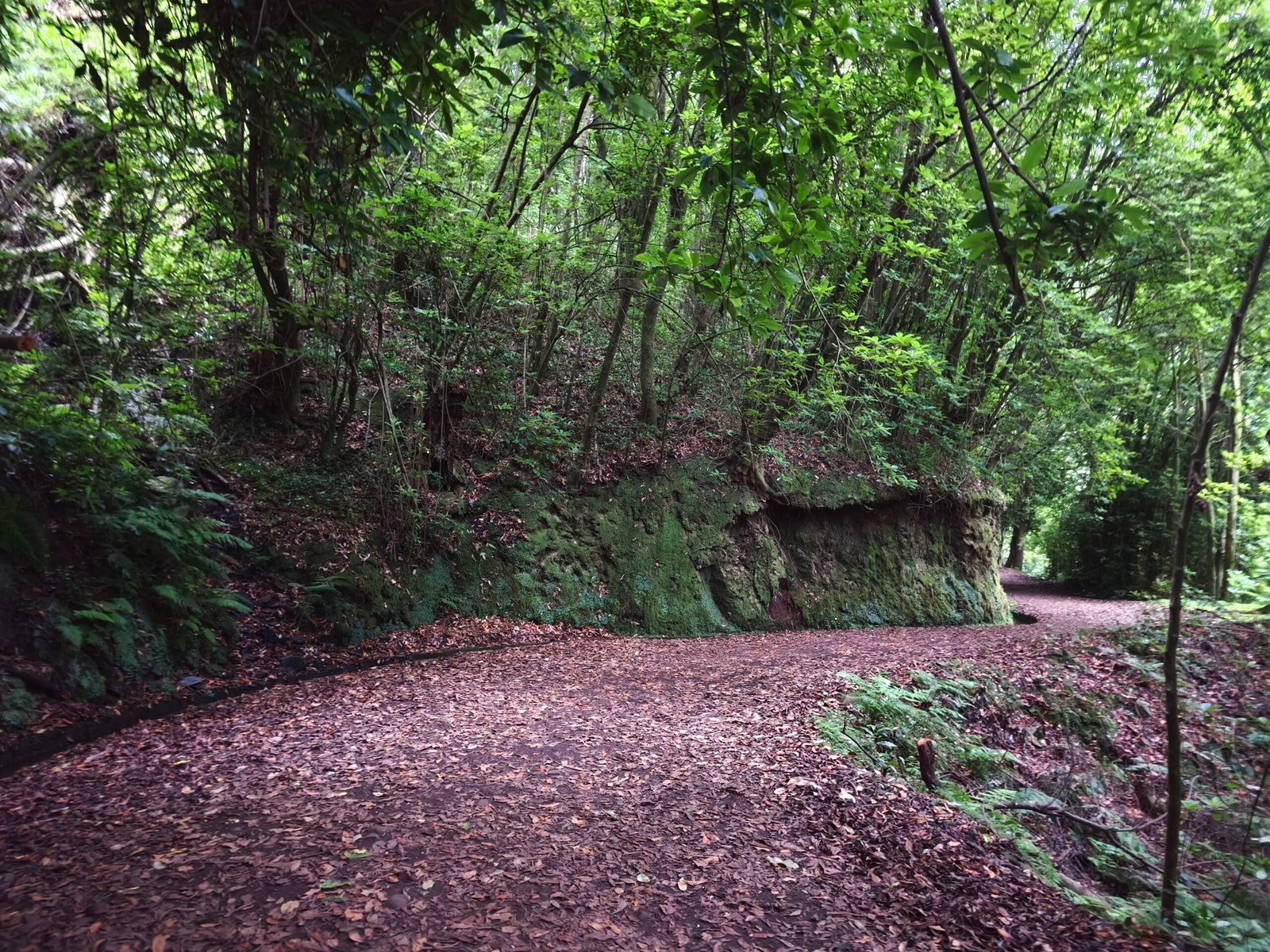 Levada do Rei (PR18 – Santana) HT
