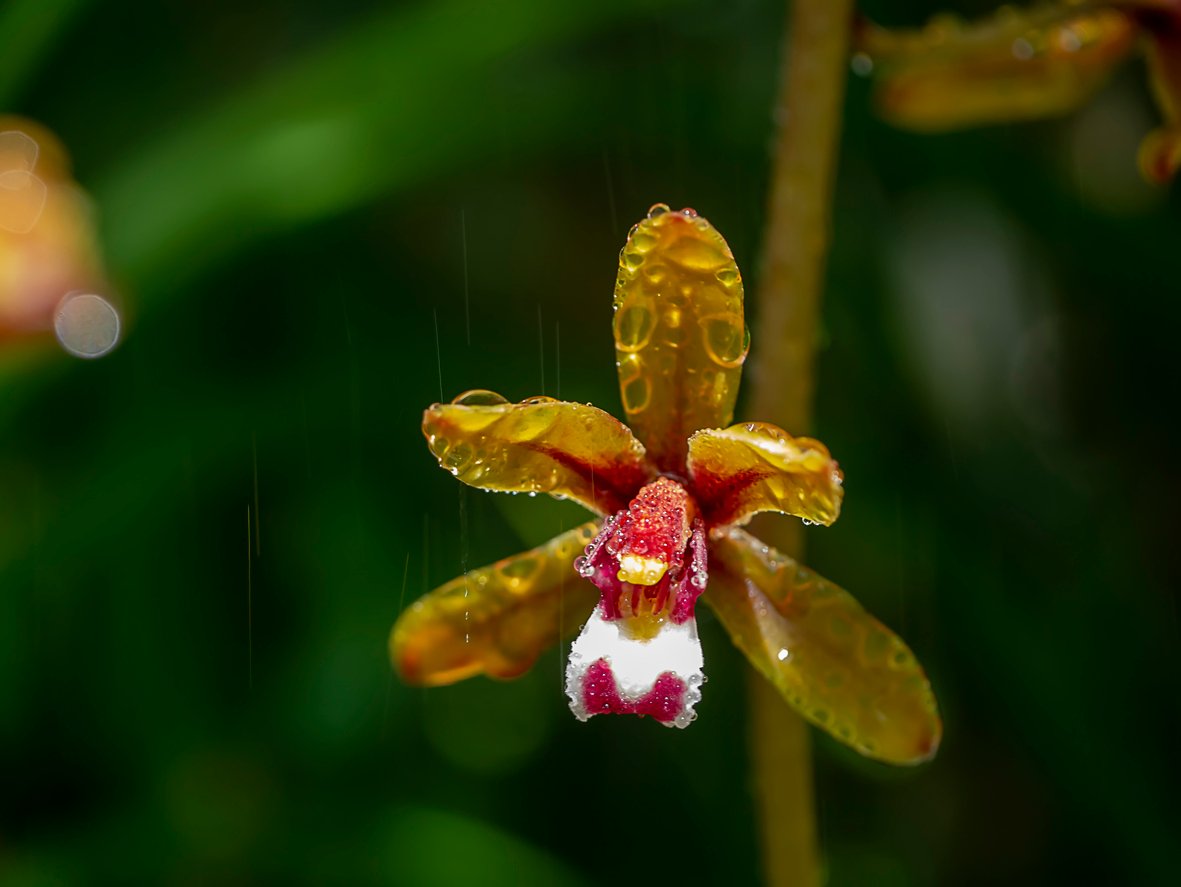 Madeiran Orchid