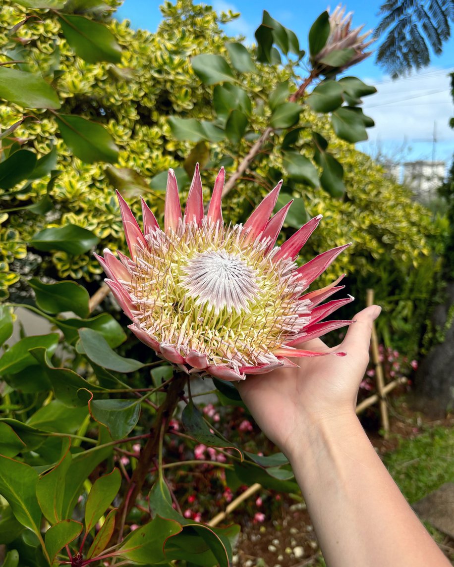 Protea