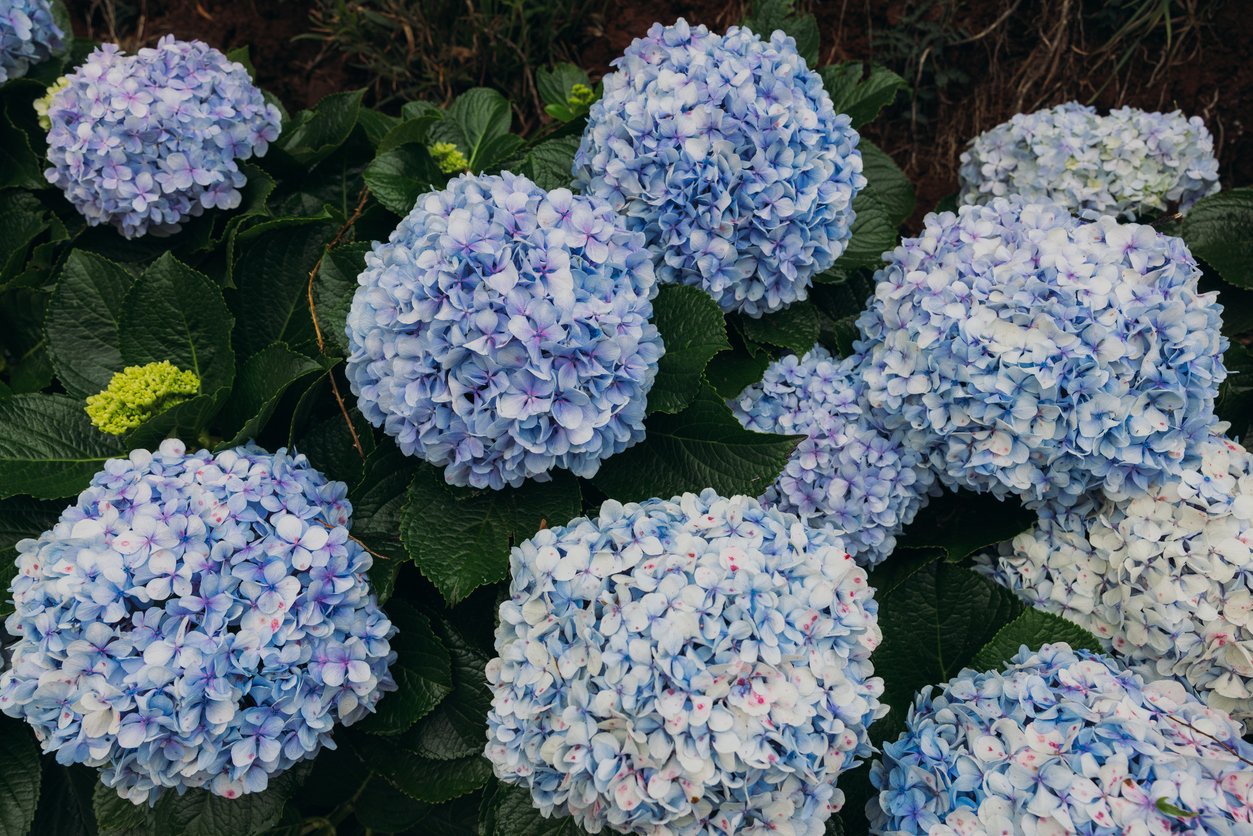 Hydrangea